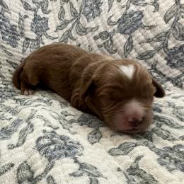 Boy 3 - Red male Cavapoo puppy in Glendale, Arizona from Dashing Dogs