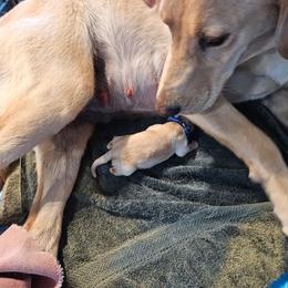 Valor- Dark Blue collar - Yellow male Labrador Retriever puppy in Davenport, Washington from LynnDee's Kennel