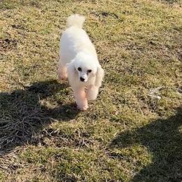 Buttons - Parti male Poodle puppy in Matteson, Illinois from Chitownpupz