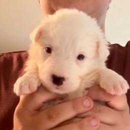 Aine (Aw-nya) - Black and white female Border Collie puppy in Lebanon, Oregon from Cahill’s Canines