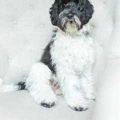 Shelby - Australian Labradoodle