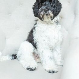 Shelby - Australian Labradoodle