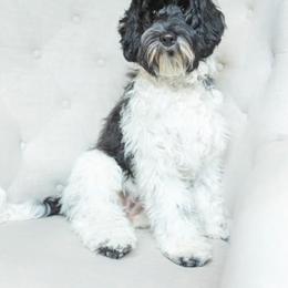 Shelby - Australian Labradoodle