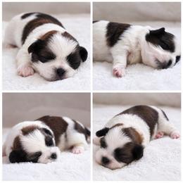 Jolie - Brown and white female Shichon puppy in Pennsylvania from Manor Hills Shih Tzus