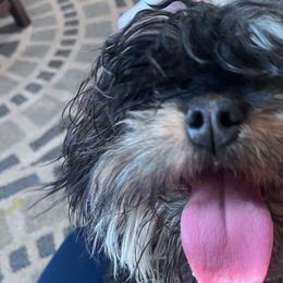 Shadow - Cavapoo