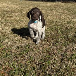 German Shorthaired Pointer Puppies from Nakeyta Morgan