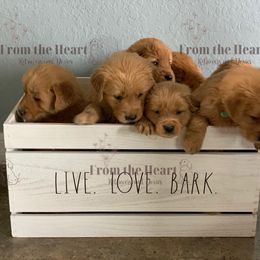Dachshund and Golden Retriever Puppies from From the Heart Retrievers and Doxies