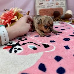 Chihuahua Puppies from Fiddlefigg Chihuahuas
