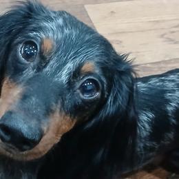 Dachshunds from Boopenstein Doxies