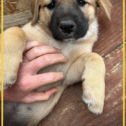 Yellow - Fawn female Anatolian Shepherd Dog puppy in Clark, Wyoming from Fyne Acres