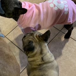 French Bulldog All Grown Up from SandRiver Kennel