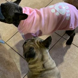 French Bulldog All Grown Up from SandRiver Kennel