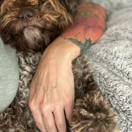 Lagotto Romagnolo Puppies from Anna’s Lagottos
