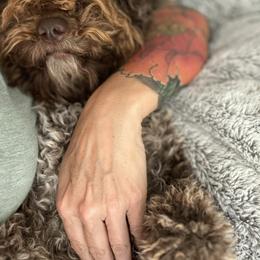 Lagotto Romagnolo Puppies from Anna’s Lagottos