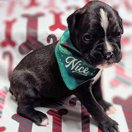 Zecora - Brindle female Boxer puppy in Mountain Home, Idaho from LJK Boxers & Toy Aussies