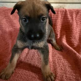 Anga - Sable female Working Dog Cross puppy in Sheridan, Arkansas from Dark Sky Kennels