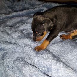Miniature Pinscher Puppies from NutMeg Min Pins