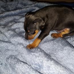 Miniature Pinscher Puppies from NutMeg Min Pins