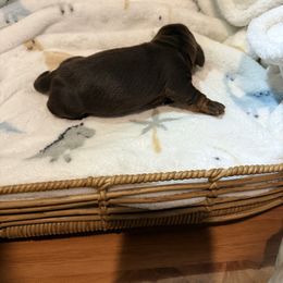 Shorthair chocolate and tan male - Chocolate and tan male Dachshund puppy in Manteca, California from Sweet and Low Dachshunds