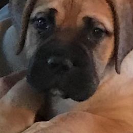 Bullmastiffs from Braysons Bullmastiffs