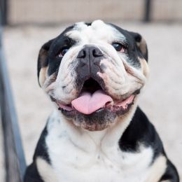 Pearl - Bulldog puppy in Sabinal, Texas from Cazares Royal Lineage Bulldogs