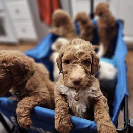 Goldendoodle Puppies from Brasingtondoodles