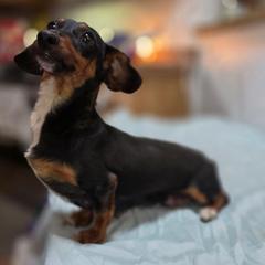 Luna - Dachshund