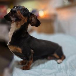 Luna - Dachshund