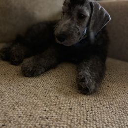 Bedlington Terrier Puppies from Dreamcatcher's Bedlingtons