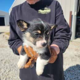 Boy 1 - Black and tan male Pembroke Welsh Corgi puppy in Odessa, Missouri from LOYAL T K9's CORGIS