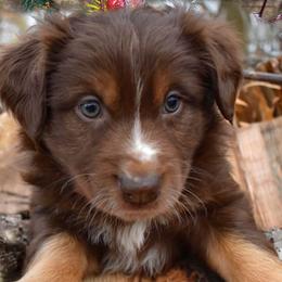 Australian Shepherds from Mtn Mist Australian Shepherds