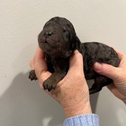 King - Phantom male Poodle puppy in St. Johnsbury, Vermont from Poodles of the Northern Woods
