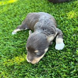 April - Liver female Miniature Schnauzer puppy in Big Point, Mississippi from Lorraine's Miniature Schnauzers