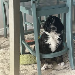 Bernedoodle Puppies from Darling Paws, LLC