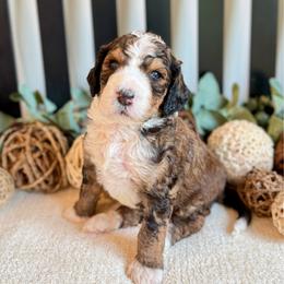 Kooper - Sable male Bernedoodle puppy in Perrysville, Ohio from Pleasant Valley Bernedoodles