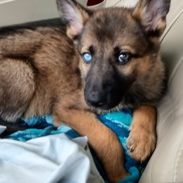 German Shepherd and McNab Puppies from North Star Shepherds