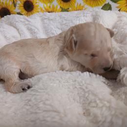 Dexter - Cream male Poodle puppy in Blanch, North Carolina from Faithful Hearts Kennel