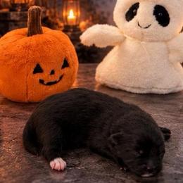 Pepper - Black male Pomeranian puppy in Hayward, California from Bay Area Designer Poms