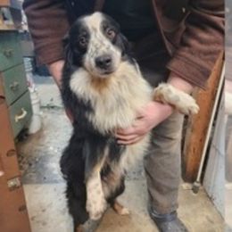 Raskel - Aussiedoodle