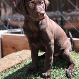 Labrador Retriever All Grown Up from Rocky Mountain Dogs - Utah
