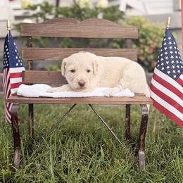 Rosie - Cream female Goldendoodle puppy in Nashville, Tennessee from Hilton Doodles