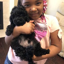 Maltese, Maltipoo, and Poodle Puppies from Healing Pawz LLC