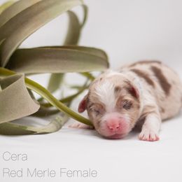 Cera - Red merle Miniature American Shepherd puppy in Groesbeck, Texas from Empire Miniature American Shepherds