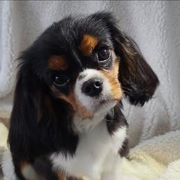 Boy 1 - Tri-color male Cavalier King Charles Spaniel puppy in Silverton, Oregon from Noble Ridge Cavaliers