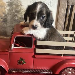 Sandi - Piebald female Dachshund puppy in Sharon Springs, New York from Show Us The Way Homestead