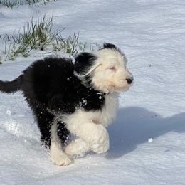 Old English Sheepdog Puppies from Sapphire Eyes Sheepdogs