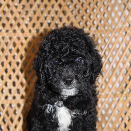 Female 1 - Black and white female Aussiedoodle puppy in Belgreen, Alabama from Scott’s Farm Poodles and Doodles
