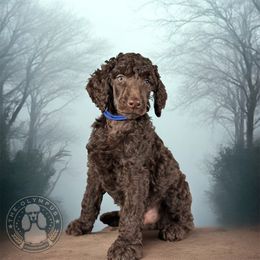 Woody - Brown male Poodle puppy in Spring Hills, Florida from The Olympus Standard Poodle