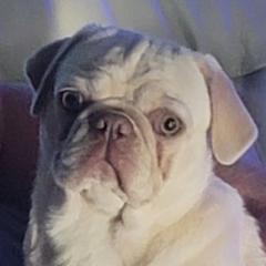 Kenai - Pug