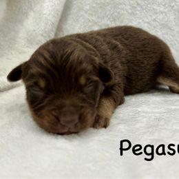 Boy 2 - Red tri male Miniature Australian Shepherd puppy in Roseville, California from Golden State Mini Aussies